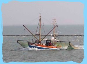 Bild 37: FH Nordsee-Oase, Nordseeküste, Neuharlingersiel: am Meer im Grünen am Hafen