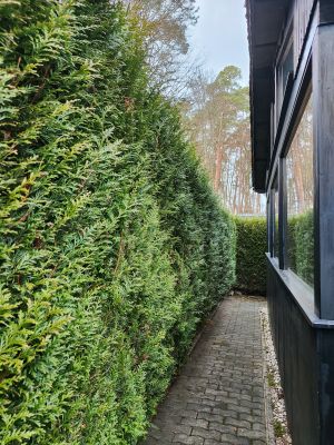 Das gesamte Ferienhaus ist von dieser immergrünen Hecke umgeben.