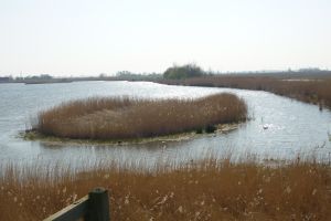 Volgelbeobachtung beim Leuchtturm NABU Vogelbeobachtungsstation mit Schutzhütte und zahlreichen Infotafeln für Vogelbegeisterte