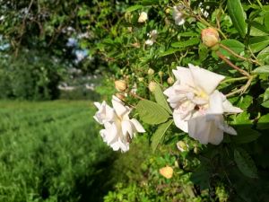 "... mit keen König möcht iech tauschn, weil da drum mei Häusl stieht" (Anton Günther)