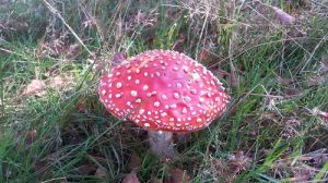 Glücksfund an der Teufelskanzel