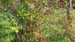 Bild 31: Ferienwohnung an der Teufelskanzel