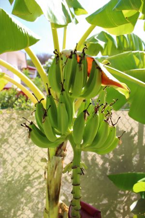 Bild 10: CAS IGUANA - Ferienhaus mit Pool auf Curacao in der Karibik
