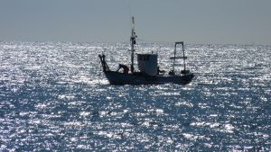 es gibt viel zu entdecken am Strand von Mijas La Cala