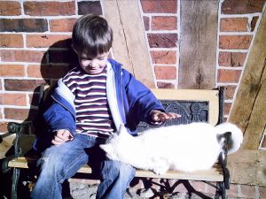 Bild 5: Henneken Hüs - Urlaub auf dem Bio-Bauernhof im historischen Fachwerkhof