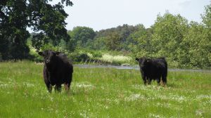 Bild 19: Henneken Hüs - Urlaub auf dem Bio-Bauernhof im historischen Fachwerkhof