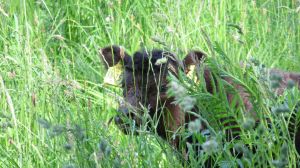 Bild 18: Henneken Hüs - Urlaub auf dem Bio-Bauernhof im historischen Fachwerkhof
