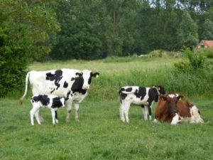 wir leben mit und von ihnen..