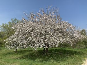 Apfelblüte im Frühjahr