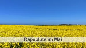 Die Rapsblüte im Mai ist wirklich unvergesslich. Die leuchtend gelben Felder ziehen jedes Jahr zahlreiche Besucher an und bieten eine wunderschöne Kulisse für Spaziergänge oder Fahrradtouren.