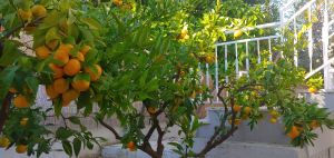 Bild 7: Villa Rosa Apartment auf Ciovo mit Pool und nahe am Meer, Neu 2021