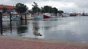 Bild 13: Ferienwohnung Amrum in der schönen Schleiregion