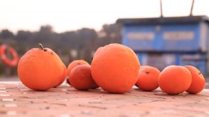 In unserem Garten wachsen verschiedene Zitrusfrüchte in Bio-Qualität. Die Zitronen haben unserer Finca den Namen gegeben. Hausherr Franz stellt eigenen Limoncello für unsere Gäste her.