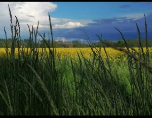 Bild 17: Ferienwohnung Märkisch Oderland in Groß Neuendorf