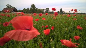 Bild 15: Ferienwohnung Märkisch Oderland in Groß Neuendorf