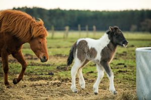 Ein neues Fohlen mit seiner Mutter