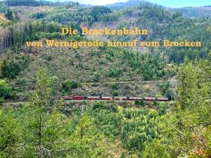 Bild 19: Harzfewo Wolf Bad Harzburg