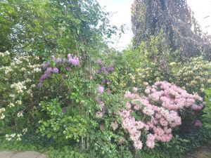 Bild 24: Harzfewo Wolf Bad Harzburg