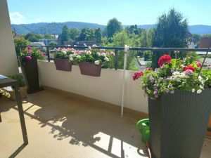 Bild 42: Harzfewo Wolf Bad Harzburg