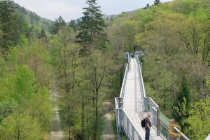 Bild 44: Harzfewo Wolf Bad Harzburg