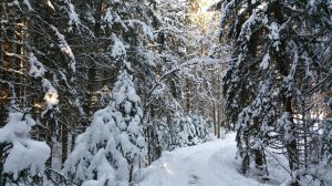 Bild 15: Waldhaus Sonnenberg Fewo 2 - der Traum von Ruhe und Erholung