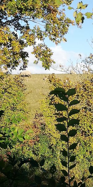 Blick auf die Dühne aus dem Fenster