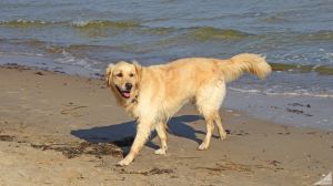 Bei uns ist Urlaub mit Hund möglich und es dürfen wirklich alle an den Strand, der direkt von dem Studio liegt.