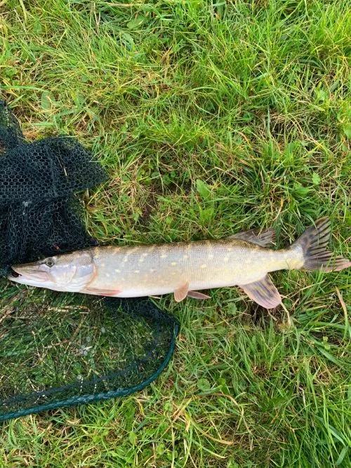 Angeln in Ostfriesland