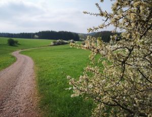 Bild 5: Ferienwohnung Naurath am Tor zur Eifel