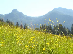 Bild 17: Gemütliches Apartment für Zwei