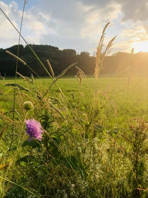Wiesen & Felder Im Frühjahr Löwenzahn wohin das Auge schaut, im Sommer verschiedene Wildblumen und im Herbst Getreide. Wunderschöne Wiesen laden zum Spaziergang ein.