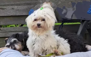 Bild 18: Kuscheliges Ferienhaus mit Meerblick in der Lübecker Bucht bei Grömitz