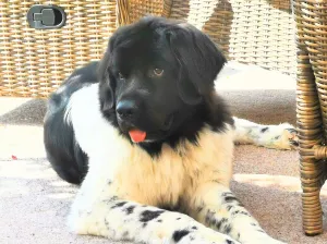 Bild 19: Kuscheliges Ferienhaus mit Meerblick in der Lübecker Bucht bei Grömitz
