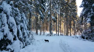 Bild 8: Waldhaus Sonnenberg Fewo 3 - Ruhe u. Erholung pur