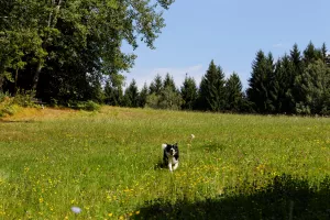 Bild 5: Waldhaus Sonnenberg Fewo 3 - Ruhe u. Erholung pur