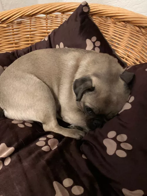 Hunde willkommen