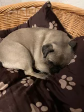 Hunde willkommen