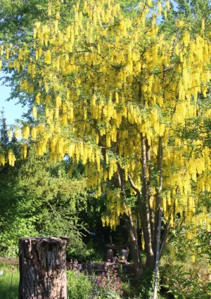 in der Schafhofgasse