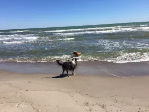Hunde lieben die Ostsee