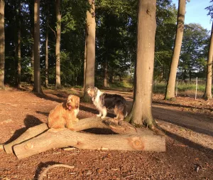 Gassirunde für unsere Hundefreunde