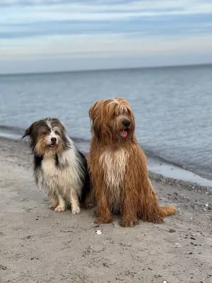 Hunde baden am Strand in Damp