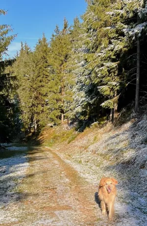 Für Hundebesitzer ist es ein Paradies. Kleine Hunde sind herzlich Willkommen. Für große Hunde ist die Wohnung wegen der Treppen nicht geeignet.

Ich biete Einzel- und Gruppentraining an, als zertifizierte Hundetrainerin für Begleithunde- und Besuchshundeausbildung sowie Mantrailing-Trainerin (ehem. K-9 Stützpunktleiterin, BTT, ATT). Zertifiziert nach § 11 Tierschutzgesetz zur Ausbildung von Hunden seit April 2015.
Sprechen Sie uns gerne an.