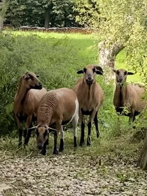 Bild 33: Kellerstöckl auf der "Varm - the vegan Farm" - der bio-vegane Lebenshof