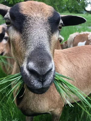 Bild 34: Kellerstöckl auf der "Varm - the vegan Farm" - der bio-vegane Lebenshof