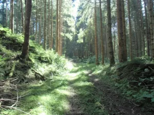 Bild 8: Ruhige, sonnige Bio-Ferienwohnung im Wald in Fast-Alleinlage