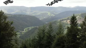 Bild 16: Ruhige, sonnige Bio-Ferienwohnung im Wald in Fast-Alleinlage