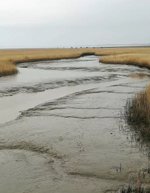 Ausblick am Dollart mit Vogelbeobachtung für Naturliebhaber