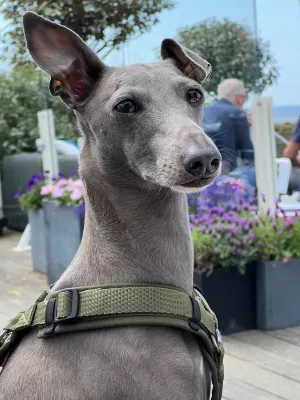 Bild 12: Ferienhaus 23, Bungalowpark Puik en Duin Noordwijk am Meer