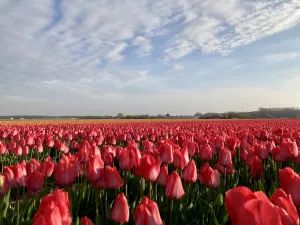 Bild 20: Ferienhaus 23, Bungalowpark Puik en Duin Noordwijk am Meer