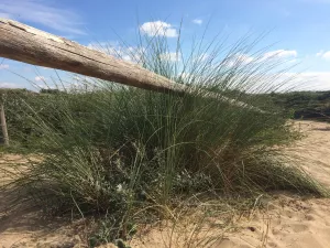 Bild 19: Ferienhaus 23, Bungalowpark Puik en Duin Noordwijk am Meer